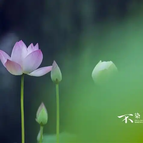 精选自然风光清新淡雅风景头像蓝天白云绿色植物