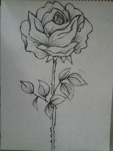 春天常见的花简笔画素描