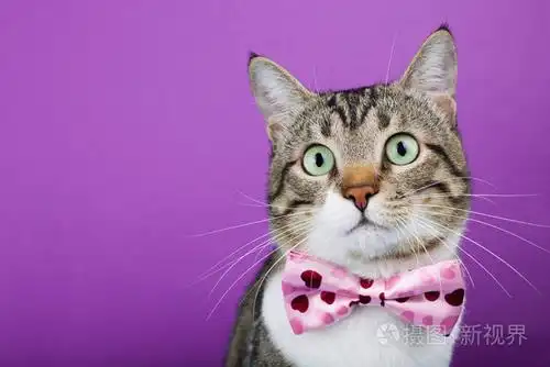 猫用一条丝带,船头坐着和期待着相机上紫色背景孤立