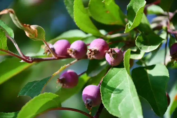 北美海棠果原创拍摄