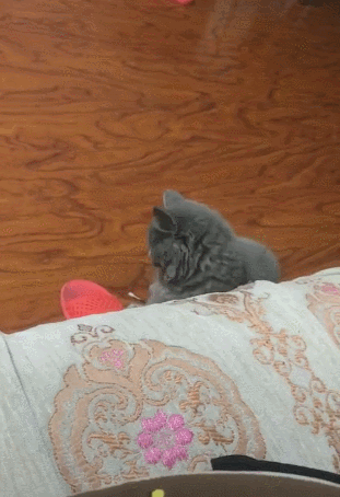 主人扔只手臂出去,喵咪被吓得炸毛,宛如惊弓之鸟!_手机搜狐网