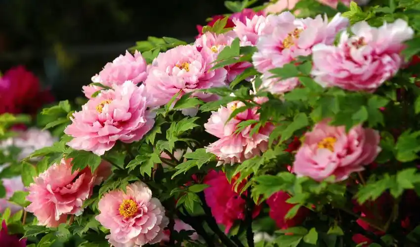 人间四月牡丹开,最美不过洛阳城.