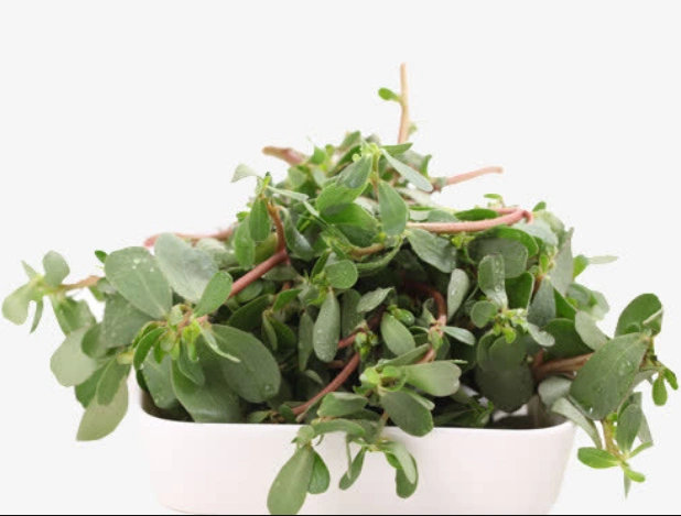 这种野草真的能治疗白癜风事实是这样的看完才明白