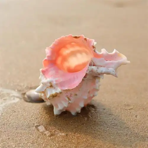 天然海螺贝壳红龙龙骨螺粉红大壳口寄居蟹卷海螺