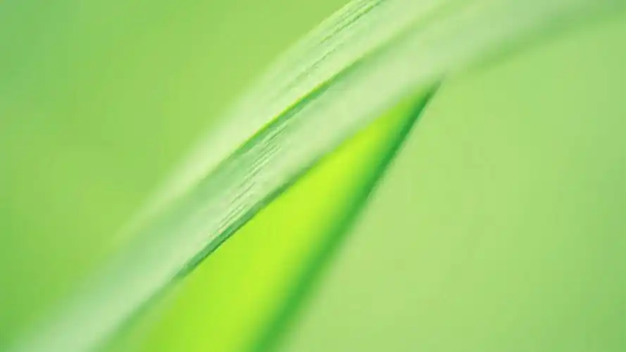 壁纸,绿叶,1920x1080尺寸壁纸-回车桌面