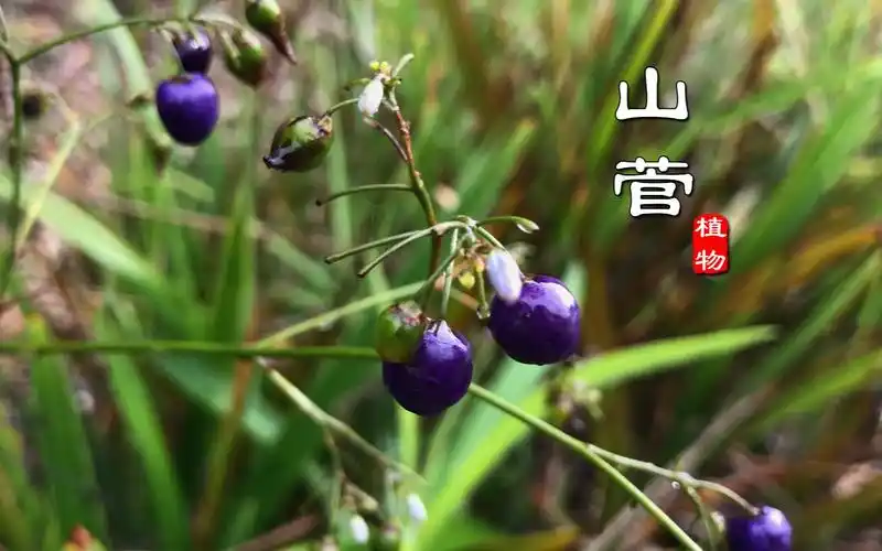路边常见的"山菅"有大毒,别名老鼠砒,民间常用来做老鼠药