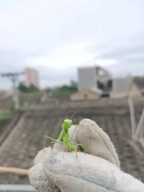 这玩意,公的叫螳螂,母的应该叫"刀郎"