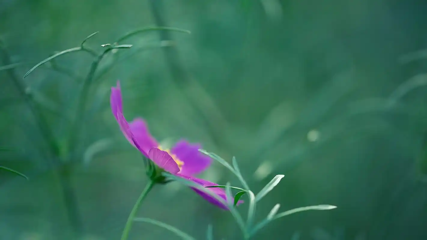 好看的绿色系壁纸,护眼又清新,喜欢就赶紧下载吧!