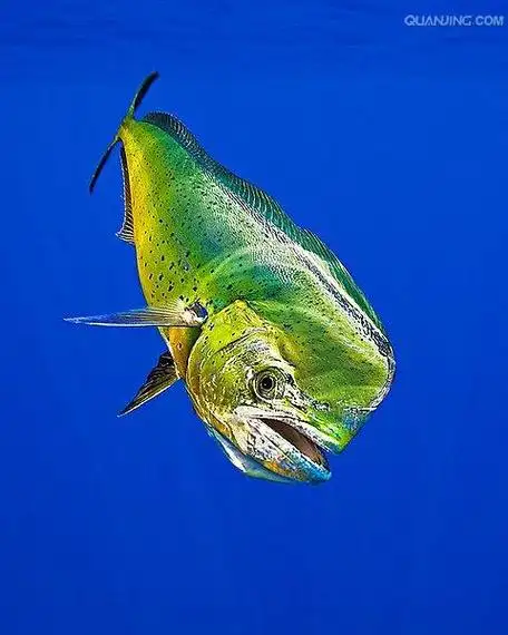 p>剑鱼(学名: i>xiphias gladius /i>),亦称"箭鱼".