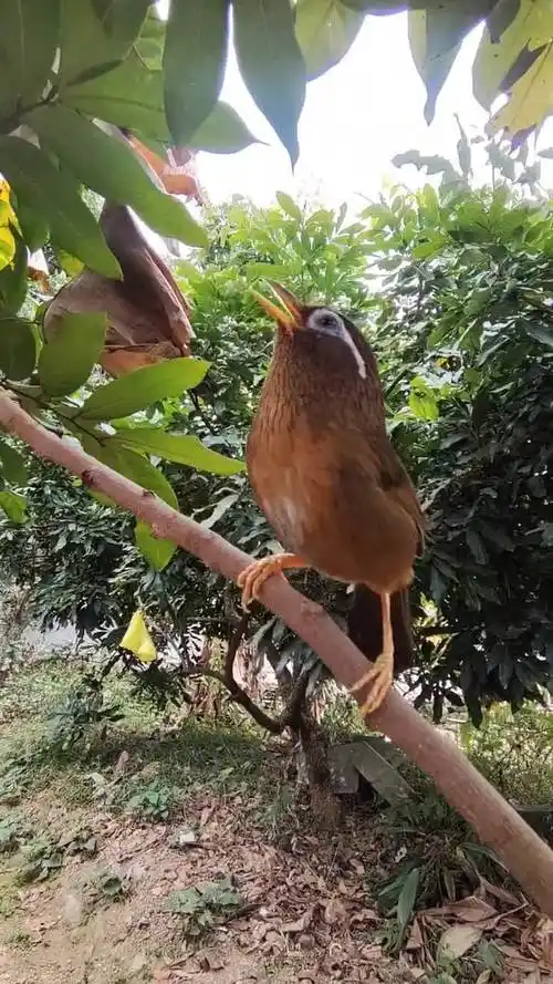 可爱的小鸟画眉鸟叫声拍摄画眉鸟只拍摄不伤害小鸟保护鸟类人人有责