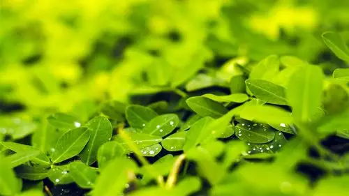 春天,新鲜,绿色,叶子,水滴