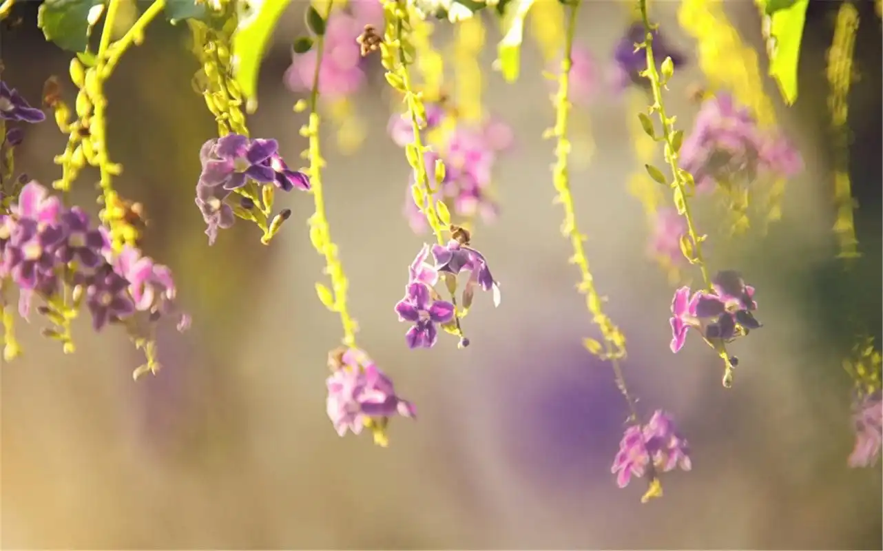 小清新植物唯美意境高清桌面壁纸