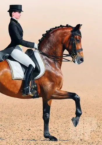 watch| 马背上的贵族