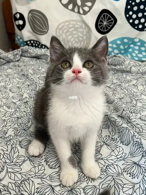 广州英短蓝白找家长