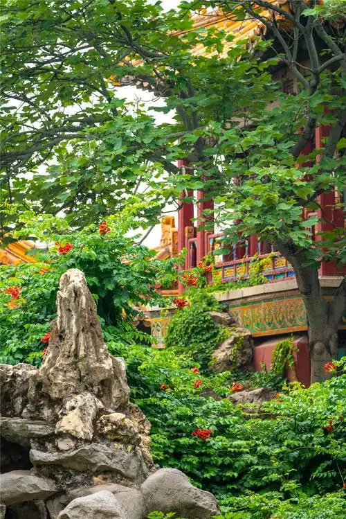 北京:初夏时节 故宫御花园美景如画