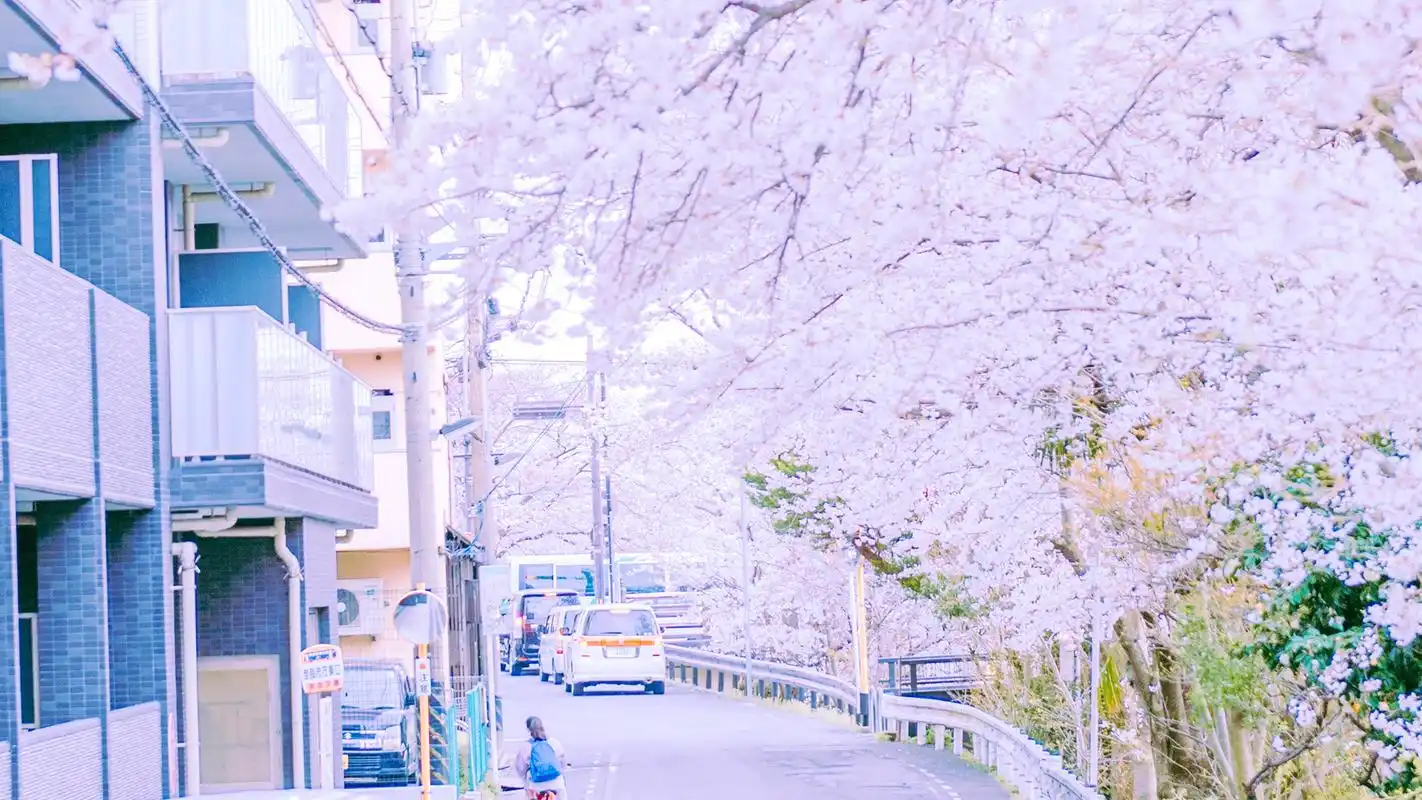 粉色樱花唯美图片桌面壁纸