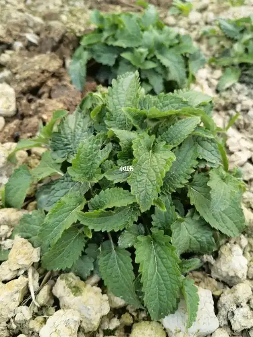 这种叫地蚕的植物,根部像冬虫草一样的