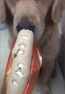 金毛面对一根布满驱虫药的香肠吓得嘴巴都在颤抖狗无从下口