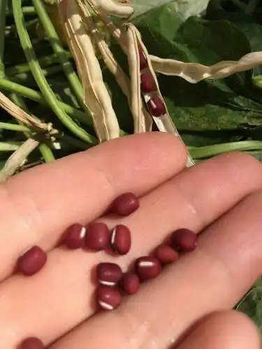 大豆小豆,我爰红豆