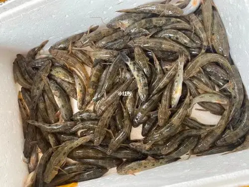 野生大笋壳鱼上岸就活冻