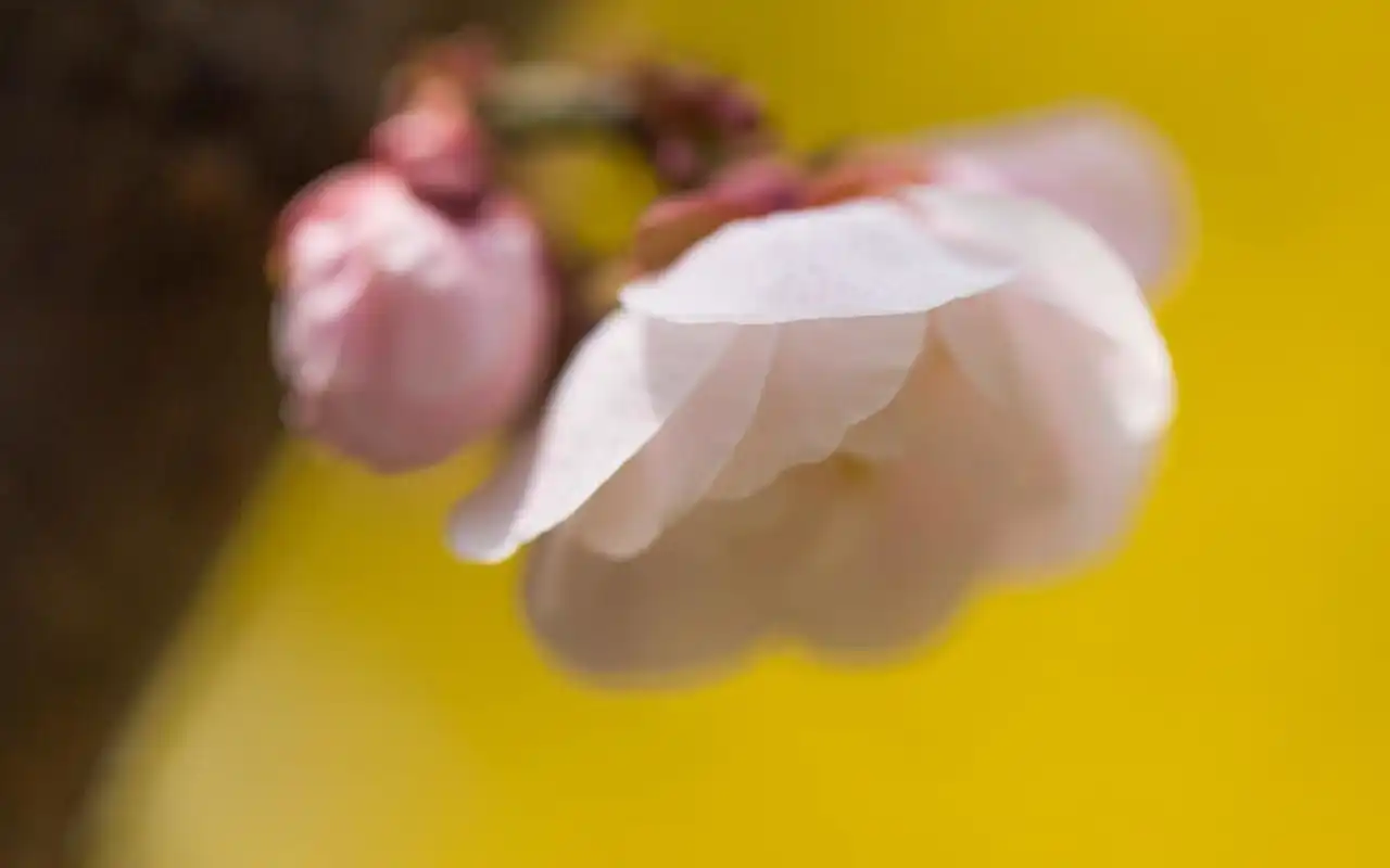 小清新唯美杏花梦幻高清桌面壁纸