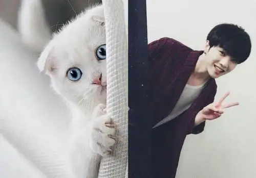 关于华晨宇是猫这件事嘿你发现我了吗