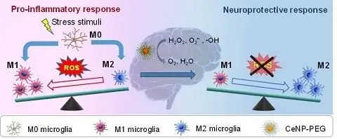 复旦大学课题组发现小胶质细胞表型极化调控新机制
