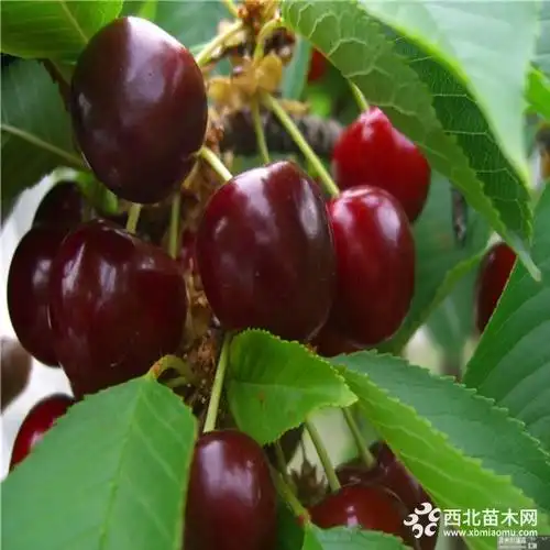 新品种布鲁克斯樱桃苗,布鲁克斯樱桃苗出售基地