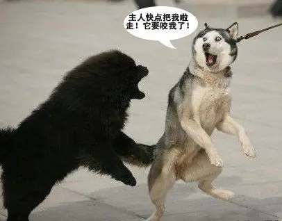 各种逗逼狗,哈哈,看着动作笑喷了