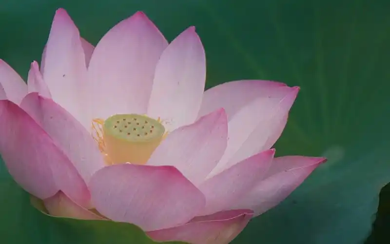 唯美荷塘荷花高清桌面壁纸