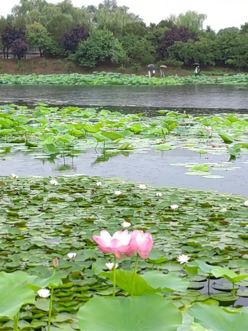 荷花的美是超凡脱俗的清纯唯美亭亭玉立