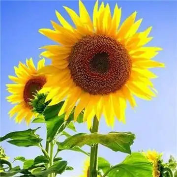 花草树木微信头像