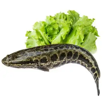 洪泽湖淡水黑鱼 750g 1条 野生黑鱼乌鱼财鱼 海鲜水产