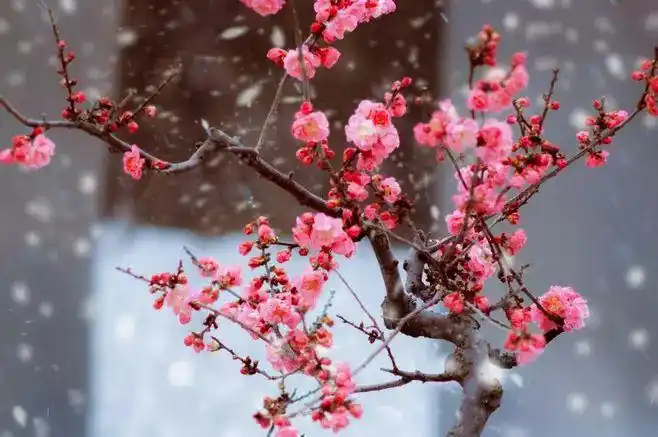 又到了梅花飘香的季节,去冬,在西安和成都的日子,拍摄了几组腊梅和