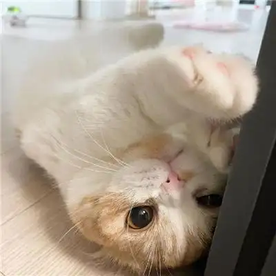 2022最新最可爱的猫咪萌宠头像 不易撞头像的治愈系小众猫咪头像