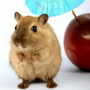 可爱小老鼠头像