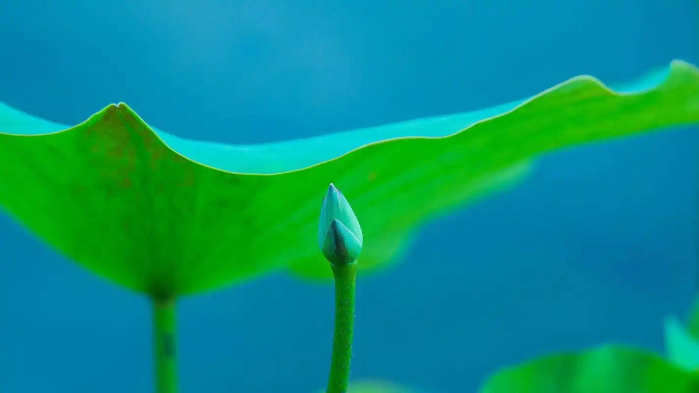 绿色植物高清护眼风景图片桌面壁纸