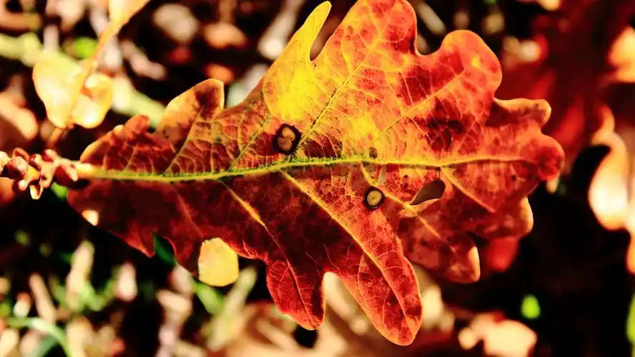 高清晰深秋落叶壁纸