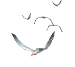 一盏灯打亮,灯照到一个故事里面,投影到屏幕上,然后说:有一只鸟,飞