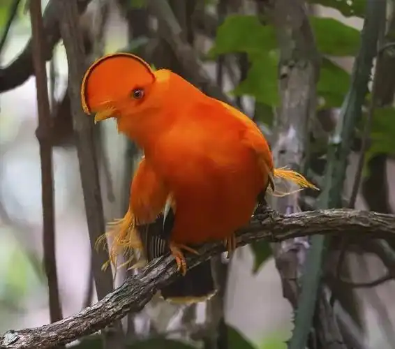 罕见的天堂鸟,美极了