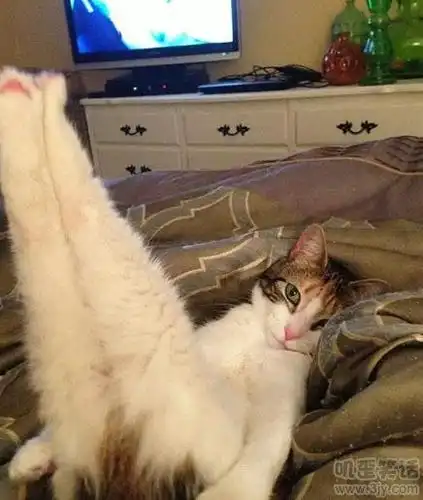 这姿势太妖娆了