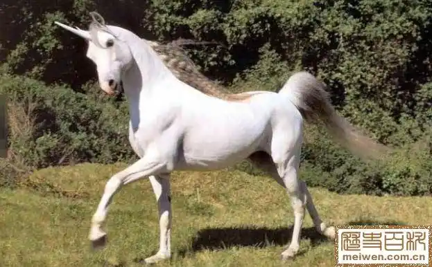 考古学家证明独角兽的确存在 跟想象的不一样