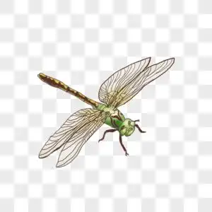 蜻蜓图片素材