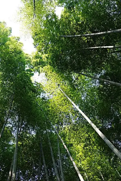 清晨,仰拍密集的竹林中