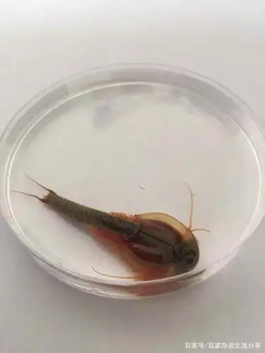 儿时记忆鲎虫——那些你不知道的事