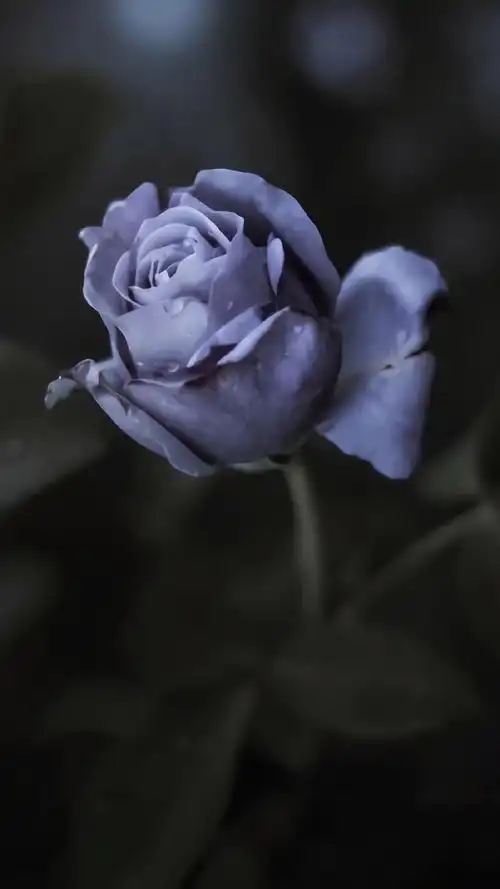 精致唯美的花卉图片手机壁纸