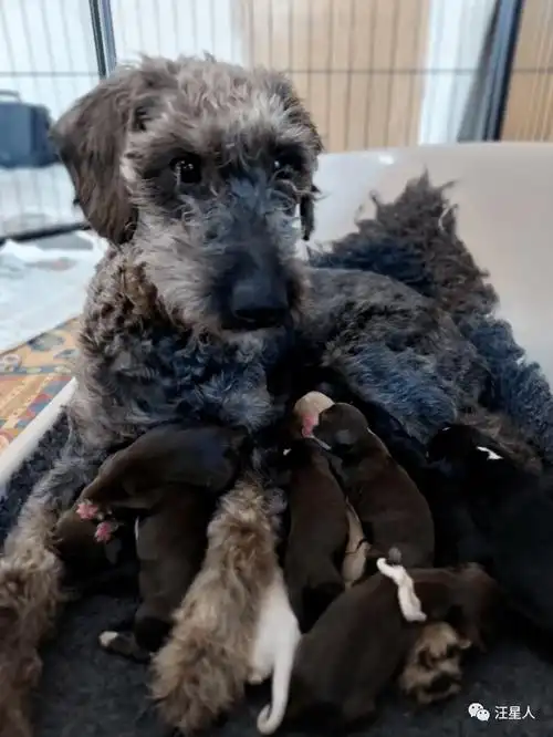 救援组织救下一只怀孕的流浪狗想到它会生很多但没想到这么多