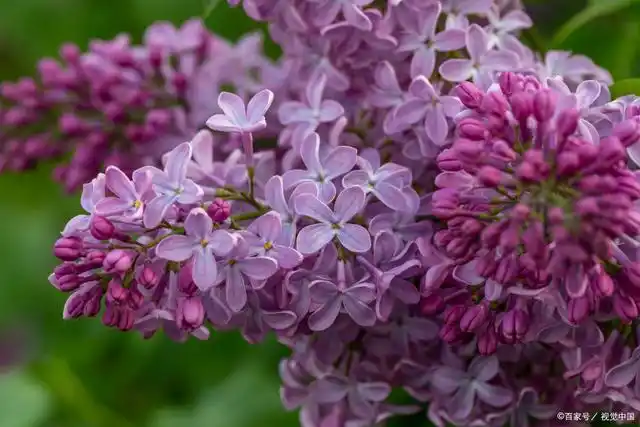 丁香花——美丽而又神秘的花朵