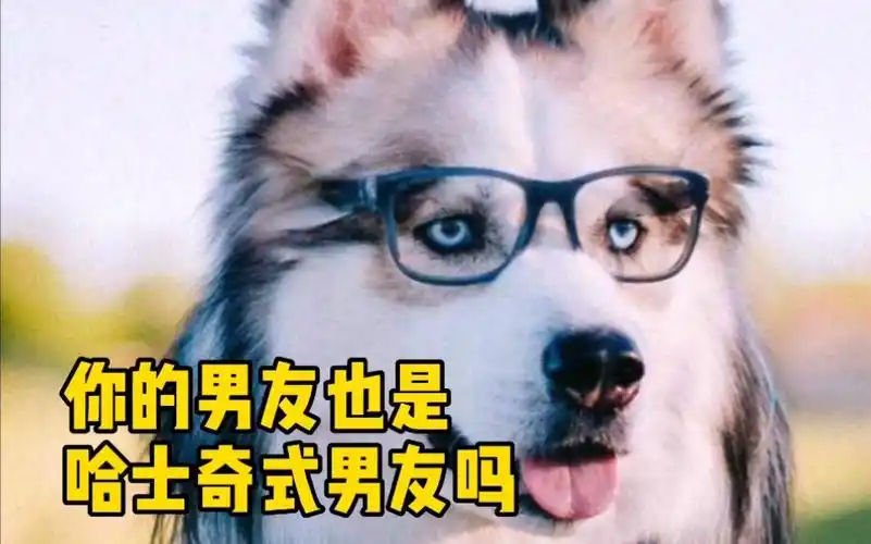 品品哈士奇男友!甜到爆炸,好吗?