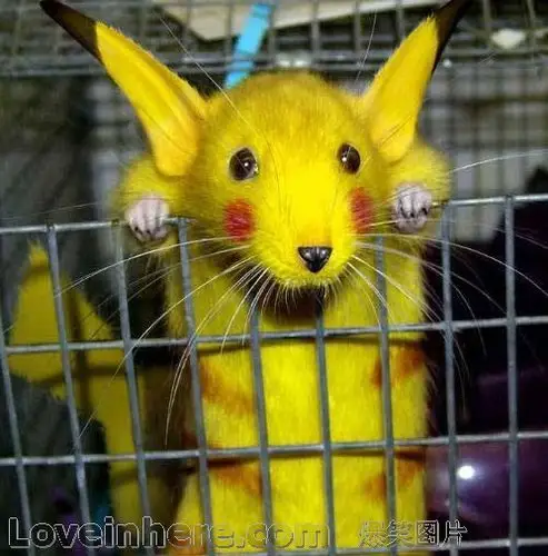 真实版的皮卡丘